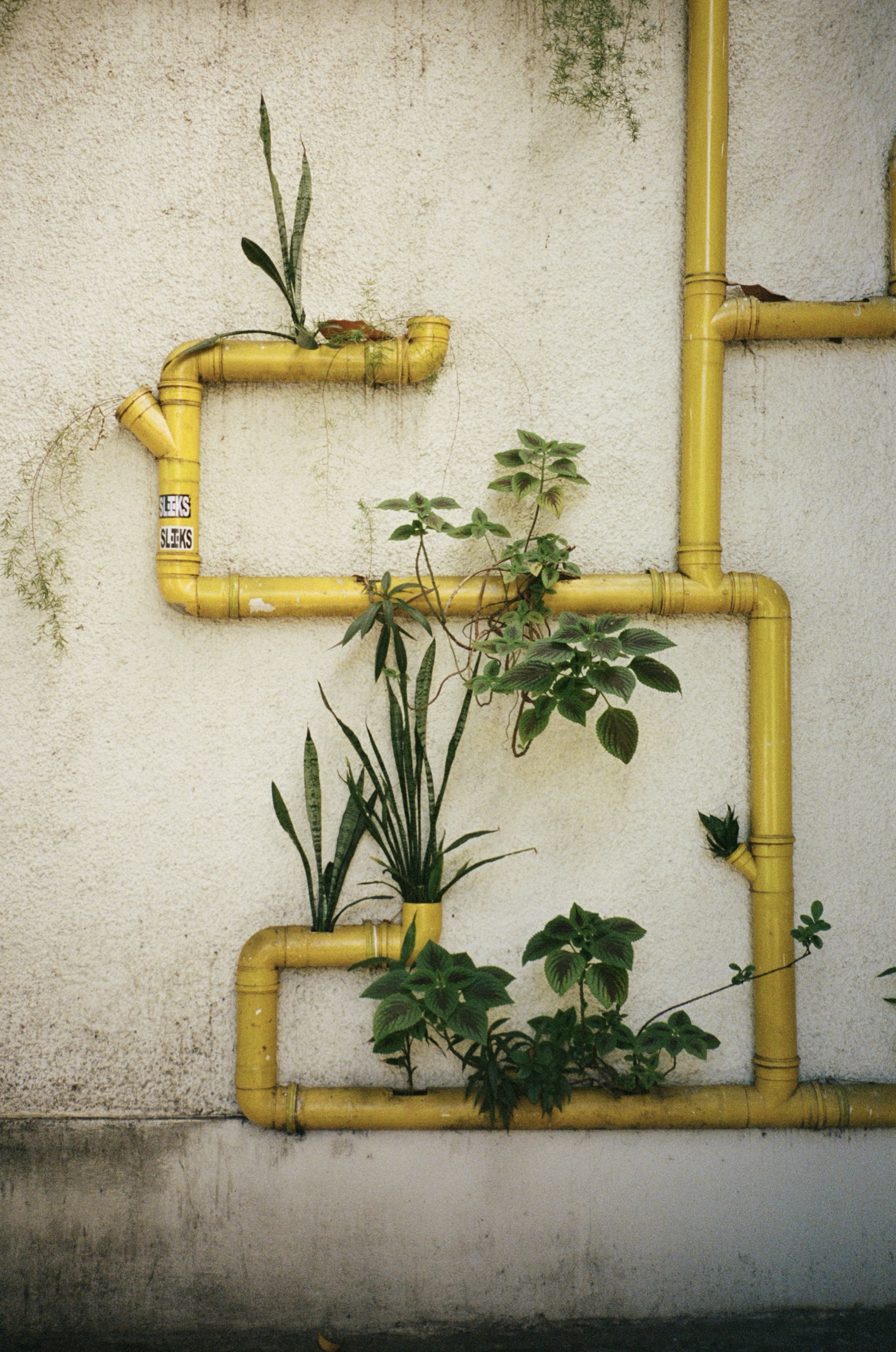 Yellow pipes running across a white wall, with plants growing out of openings cut into them